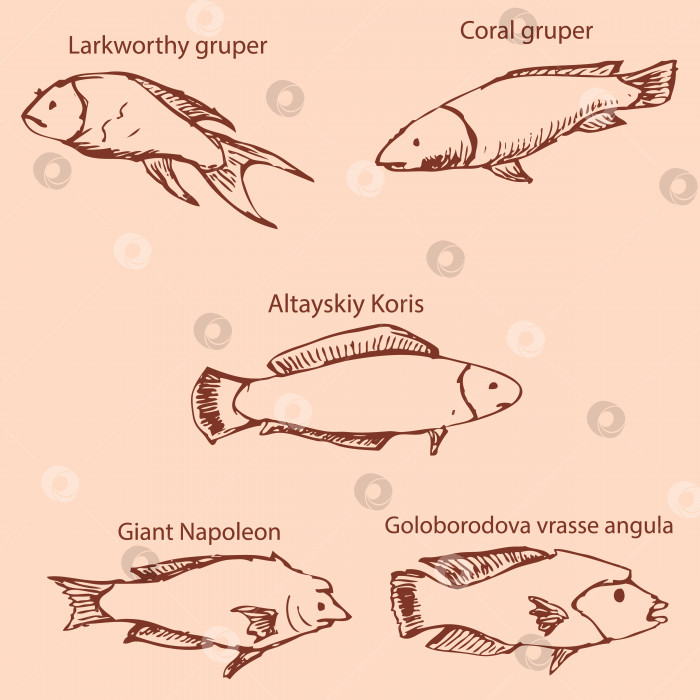 Скачать Морские обитатели с именами. Карандашный набросок от руки. Винтажные цвета. Вектор фотосток Ozero