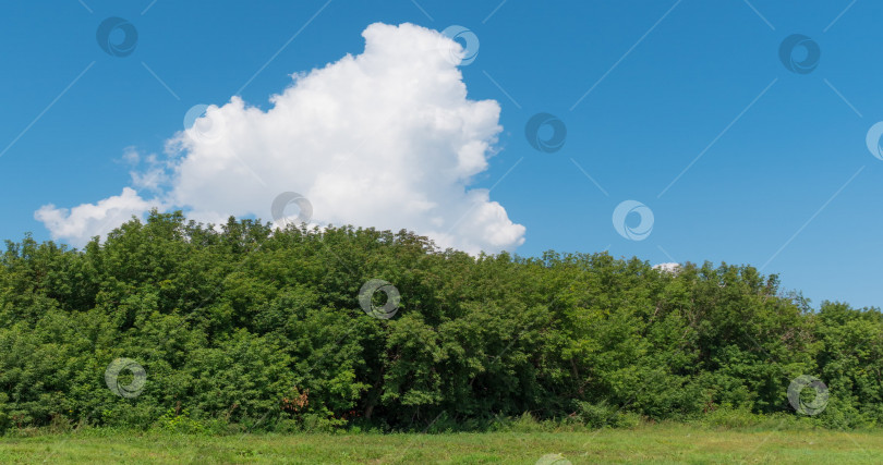 Скачать Пейзаж с зеленой травой поля фотосток Ozero