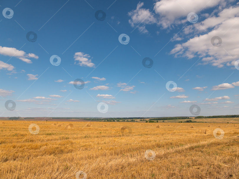 Скачать Желтое зерно, готовое к сбору урожая, растет на фермерском поле фотосток Ozero