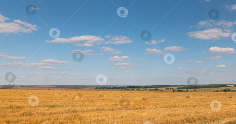 Скачать пейзаж пшеничного поля во время сбора урожая фотосток Ozero