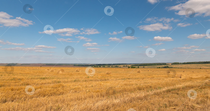 Скачать пейзаж пшеничного поля во время сбора урожая фотосток Ozero