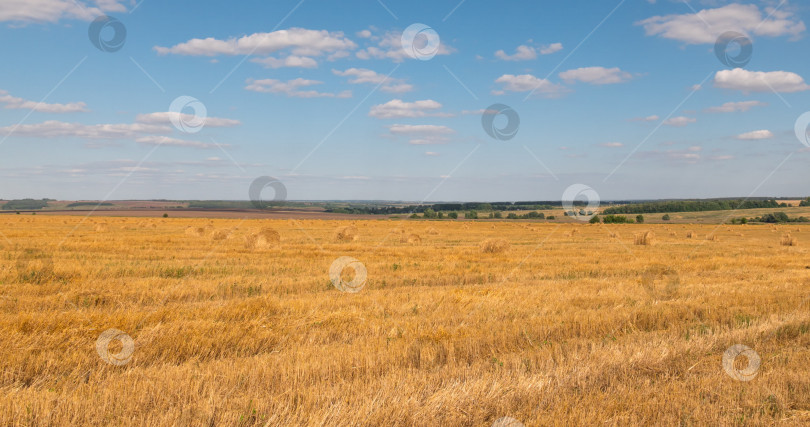 Скачать пейзаж пшеничного поля во время сбора урожая фотосток Ozero