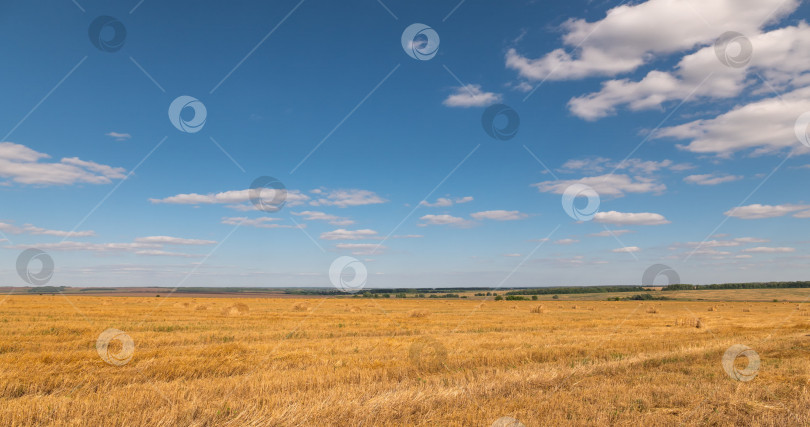 Скачать пейзаж пшеничного поля во время сбора урожая фотосток Ozero