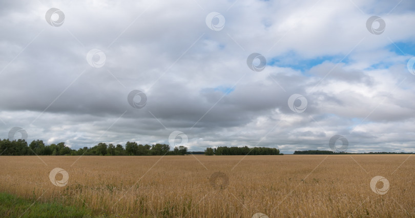 Скачать пейзаж пшеничного поля во время сбора урожая фотосток Ozero