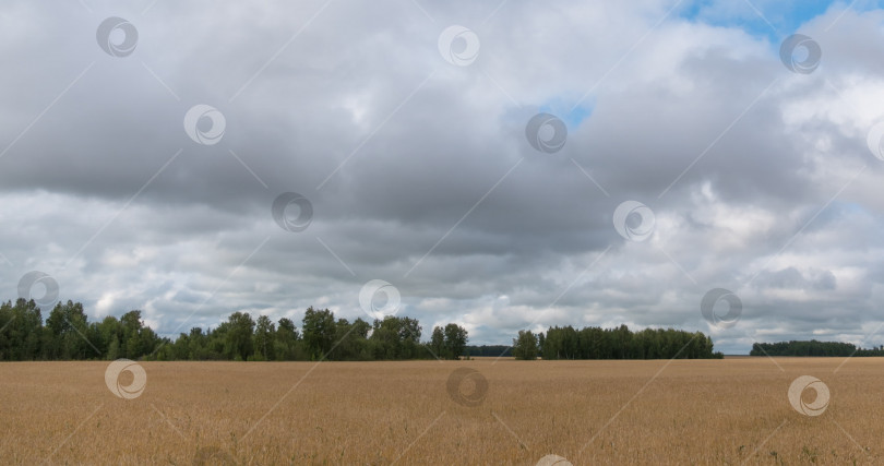 Скачать пейзаж пшеничного поля во время сбора урожая фотосток Ozero