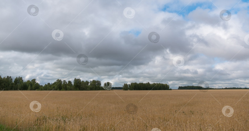 Скачать пейзаж пшеничного поля во время сбора урожая фотосток Ozero