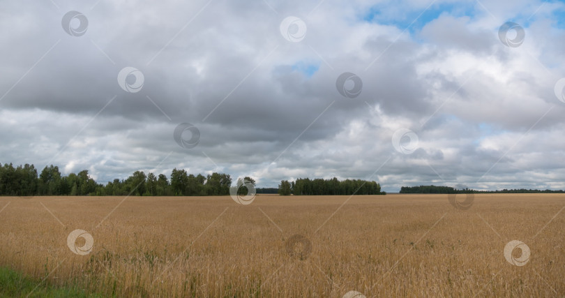 Скачать пейзаж пшеничного поля во время сбора урожая фотосток Ozero