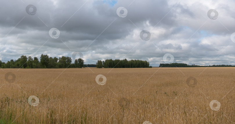 Скачать пейзаж пшеничного поля во время сбора урожая фотосток Ozero