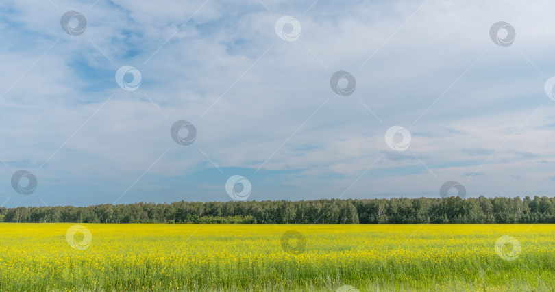 Скачать Пейзаж с желтой травой на поле фотосток Ozero