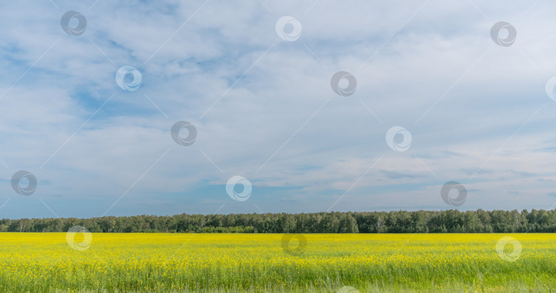 Скачать Пейзаж с желтой травой на поле фотосток Ozero