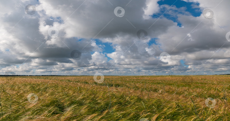 Скачать пейзаж пшеничного поля во время сбора урожая фотосток Ozero