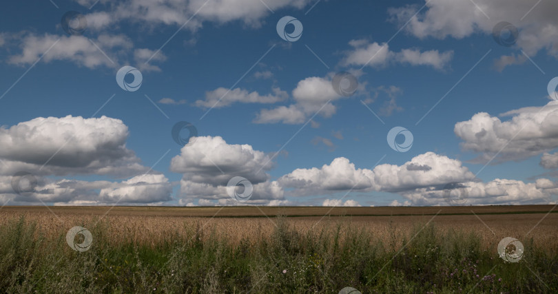 Скачать пейзаж пшеничного поля во время сбора урожая фотосток Ozero