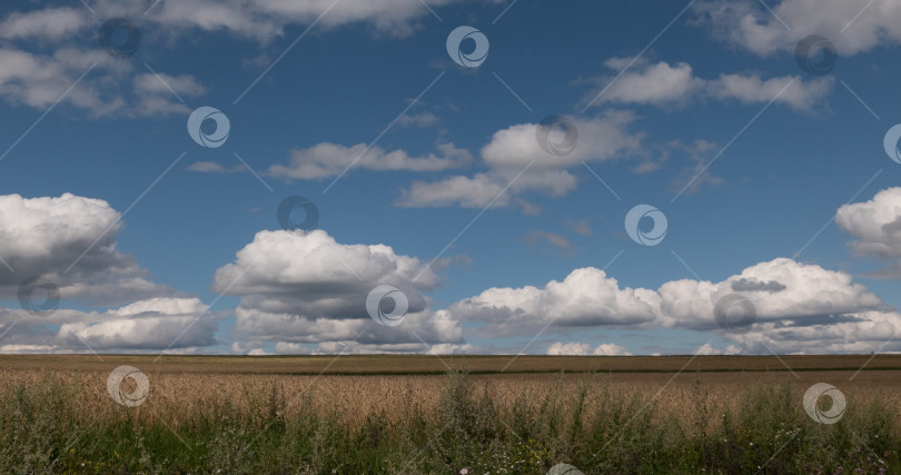 Скачать пейзаж пшеничного поля во время сбора урожая фотосток Ozero