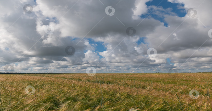 Скачать пейзаж пшеничного поля во время сбора урожая фотосток Ozero