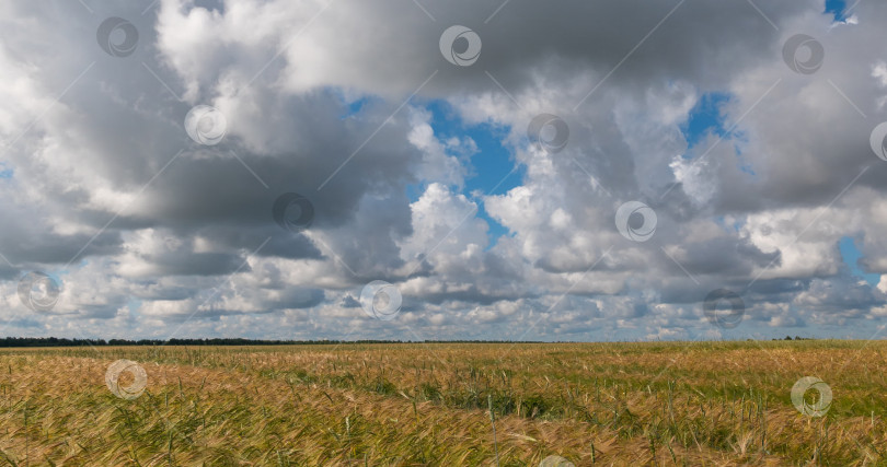 Скачать пейзаж пшеничного поля во время сбора урожая фотосток Ozero