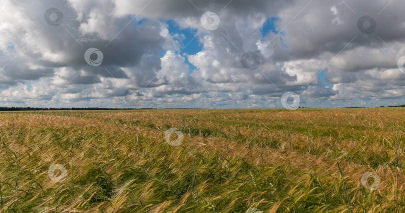Скачать пейзаж пшеничного поля во время сбора урожая фотосток Ozero