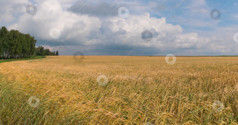 Скачать пейзаж пшеничного поля во время сбора урожая фотосток Ozero