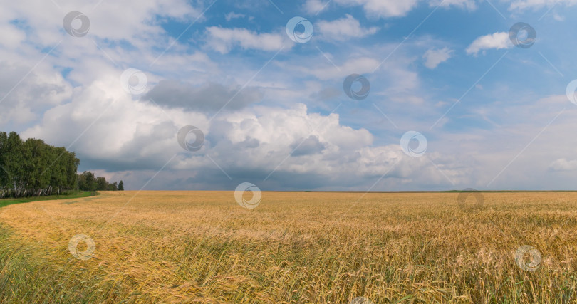 Скачать пейзаж пшеничного поля во время сбора урожая фотосток Ozero
