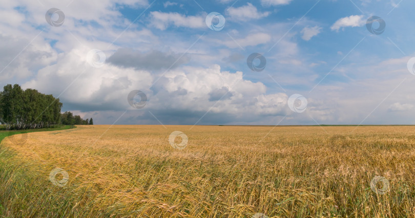 Скачать пейзаж пшеничного поля во время сбора урожая фотосток Ozero