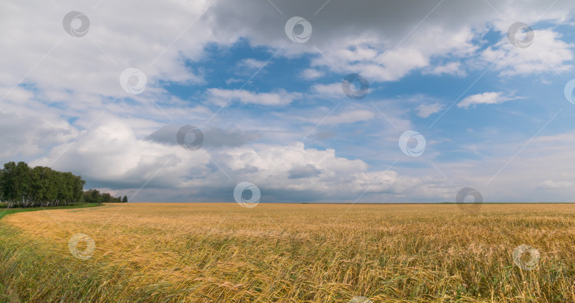 Скачать пейзаж пшеничного поля во время сбора урожая фотосток Ozero