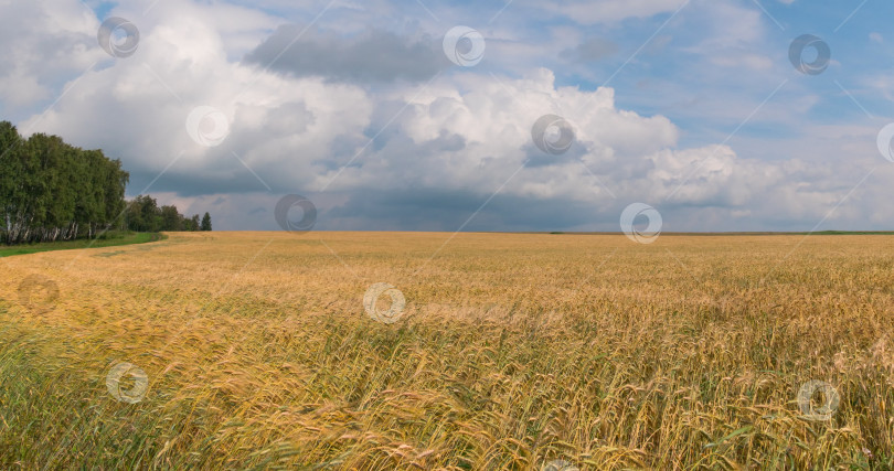 Скачать пейзаж пшеничного поля во время сбора урожая фотосток Ozero