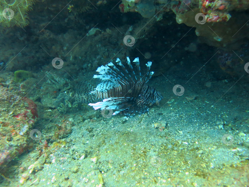 Скачать Крылатка (pterois) на коралловом рифе Бали. фотосток Ozero