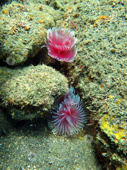 Скачать Процветающий коралловый риф, изобилующий морской флорой и фауной и косяками рыб, Бали. фотосток Ozero