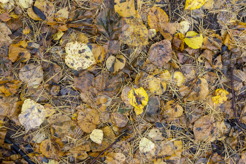 Скачать Осенняя листва на естественном фоне земли фотосток Ozero