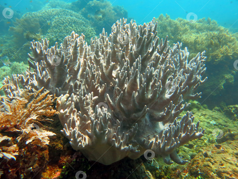 Скачать Процветающий коралловый риф, изобилующий морской флорой и фауной и косяками рыб, фотосток Ozero