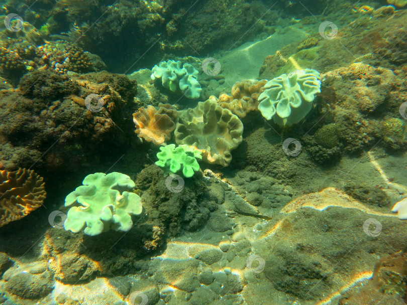 Скачать Процветающий коралловый риф, изобилующий морской флорой и фауной и косяками рыб, фотосток Ozero