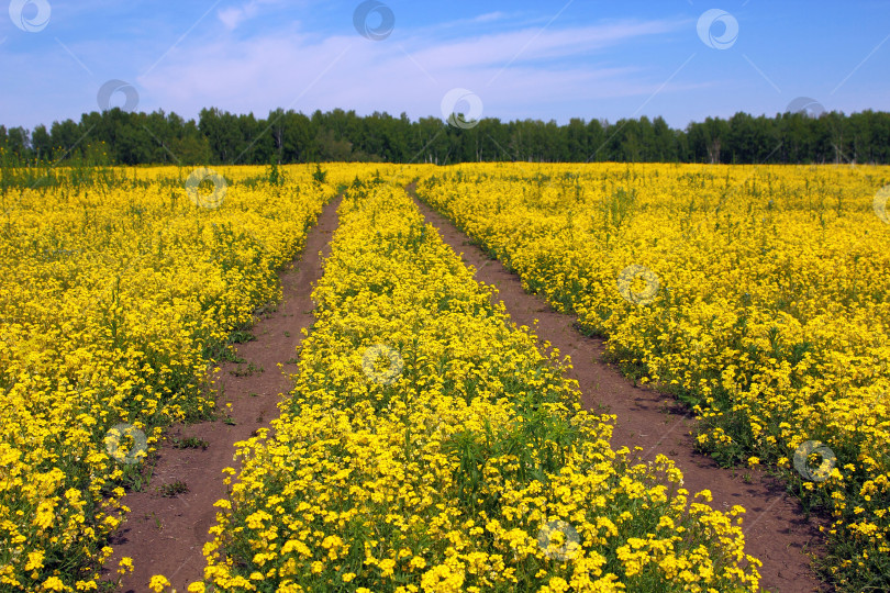 Скачать Летний пейзаж с желтой травой, дорогой и облаками фотосток Ozero