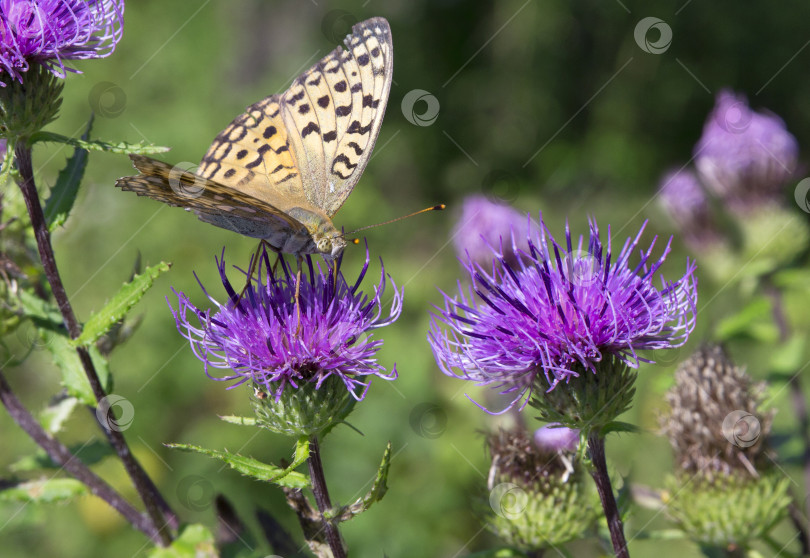 Скачать Бабочка-монарх на красном цветке фотосток Ozero