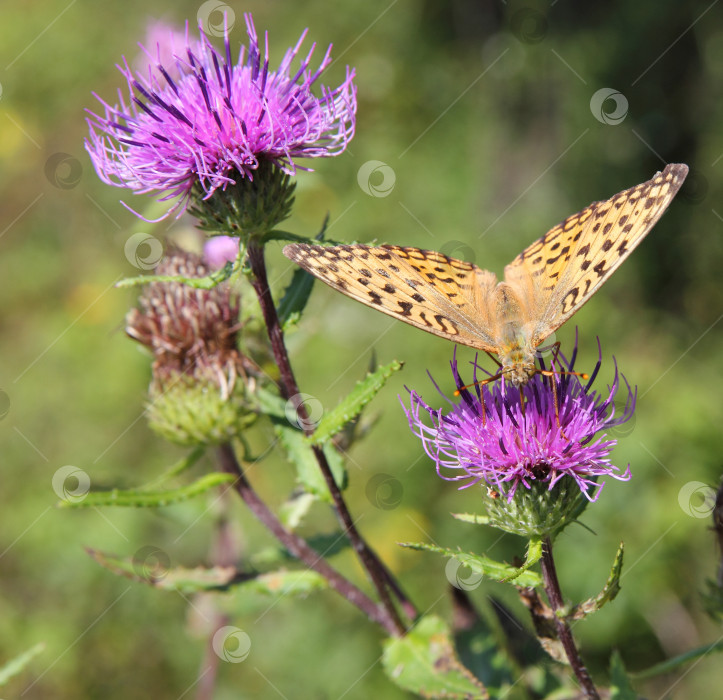 Скачать Бабочка-монарх на красном цветке фотосток Ozero