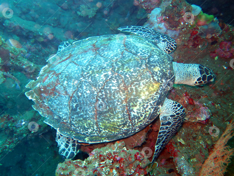 Скачать Течение морской черепахи Ястребиный клюв на острове коралловый риф, Бали. фотосток Ozero