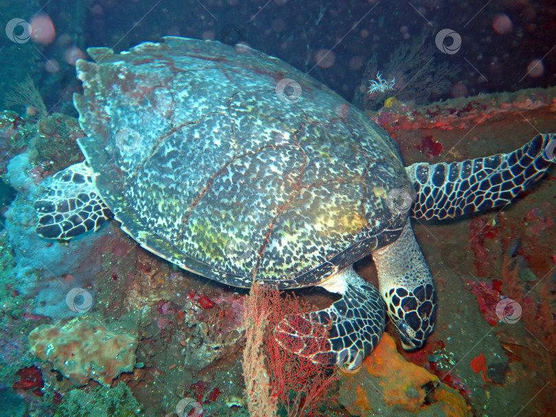 Скачать Течение морской черепахи Ястребиный клюв на острове коралловый риф, Бали. фотосток Ozero