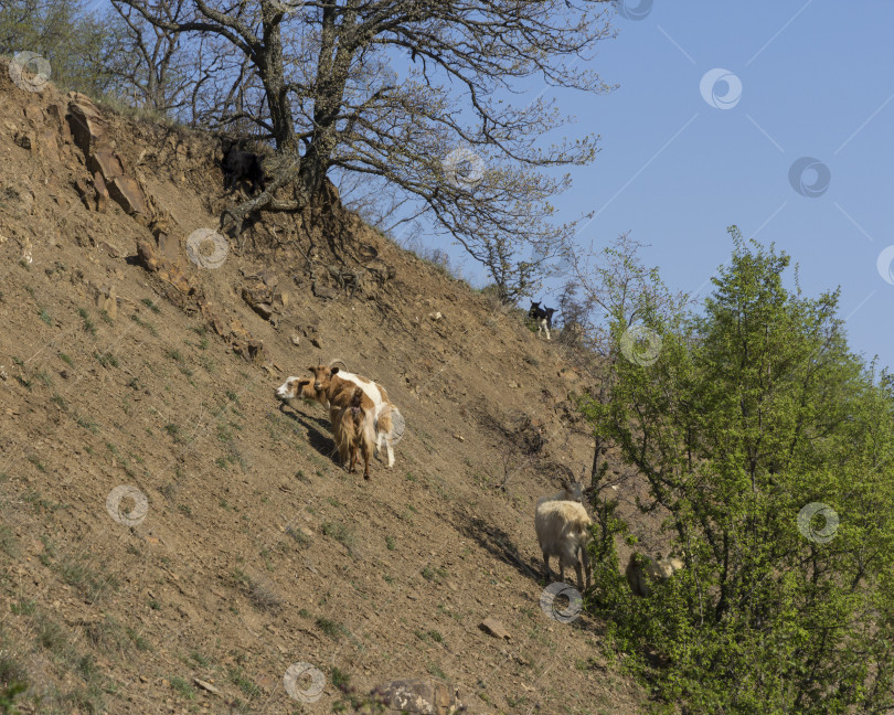 Скачать Стадо горных козлов на склонах в кустах фотосток Ozero