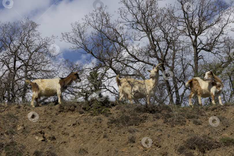 Скачать Стадо горных козлов на склонах в кустах фотосток Ozero