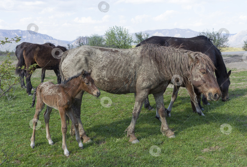 Скачать Старая грязная лошадь пасется со стадом в поле фотосток Ozero