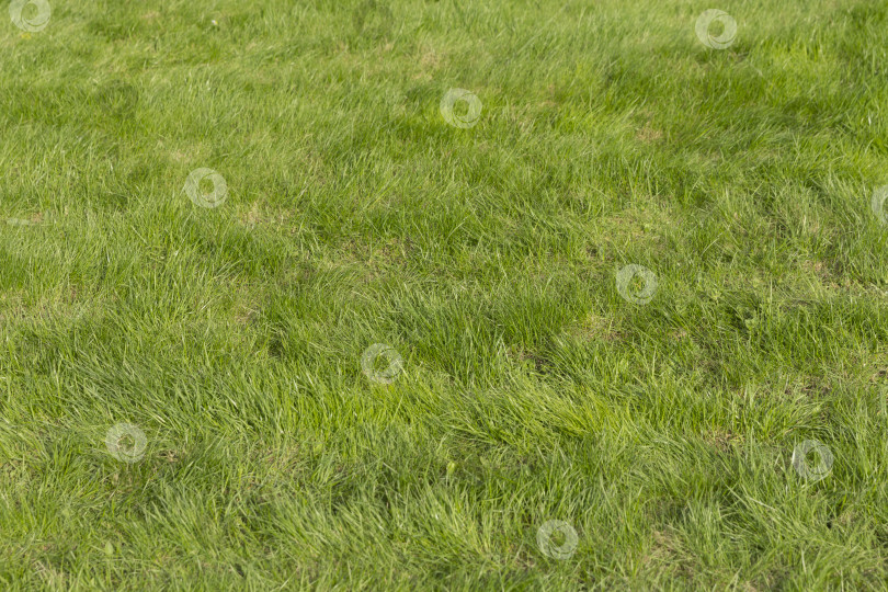 Скачать Сочная зеленая трава на футбольном поле фотосток Ozero
