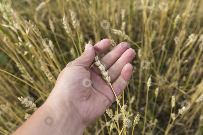 Скачать Фермер в поле трогает свои пшеничные колосья фотосток Ozero