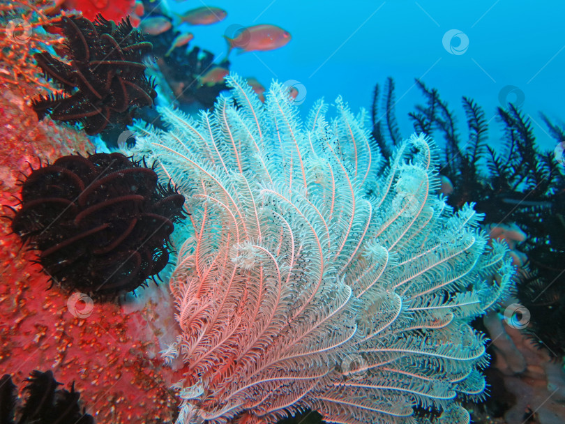 Скачать Процветающий коралловый риф, изобилующий морской флорой и фауной и косяками рыб, Бали фотосток Ozero