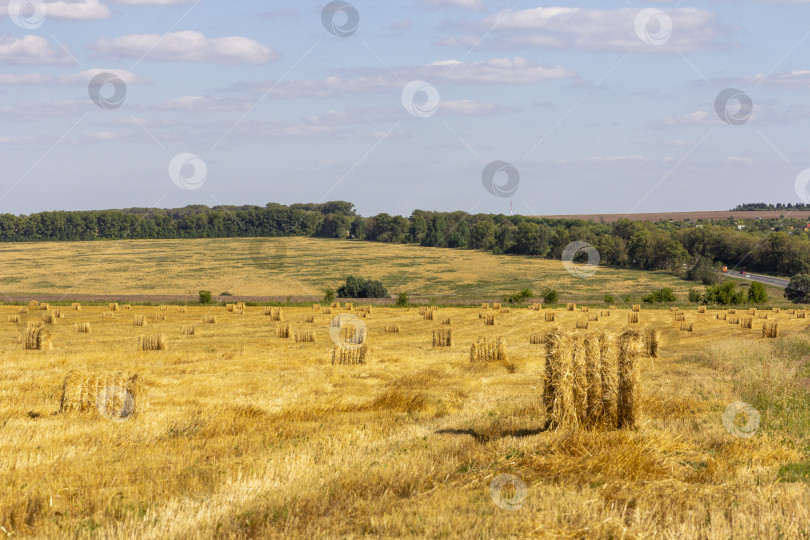 Скачать Желтое зерно, готовое к сбору урожая, растет на фермерском поле фотосток Ozero