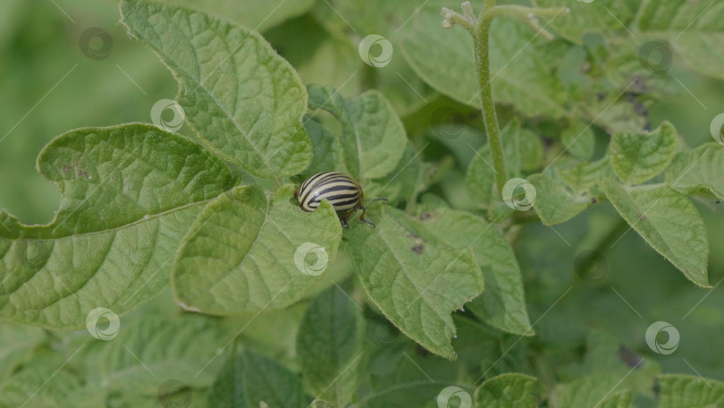 Скачать Колорадский жук поедает молодые листья картофеля фотосток Ozero