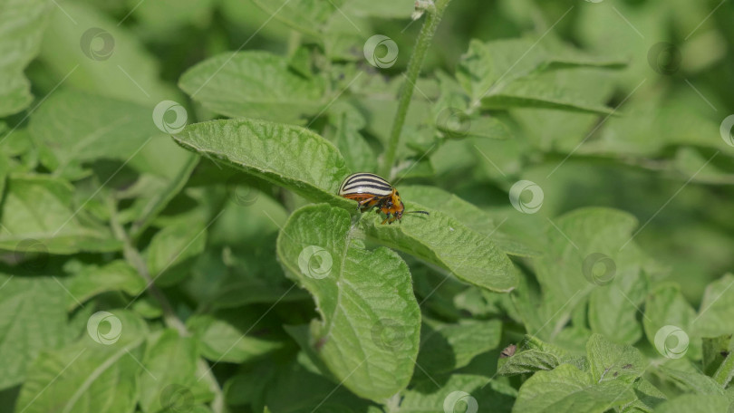 Скачать Колорадский жук поедает молодые листья картофеля фотосток Ozero