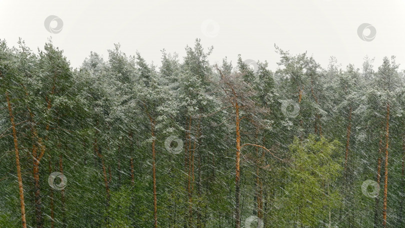 Скачать Снежная вьюга в сосновом лесу. фотосток Ozero