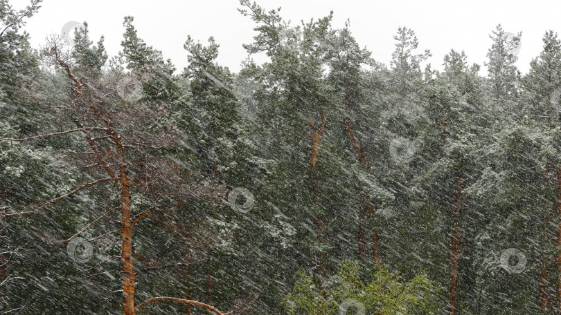Скачать Снежная вьюга в сосновом лесу. фотосток Ozero