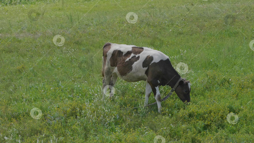 Скачать Молодой бычок пасется на зеленом поле фотосток Ozero