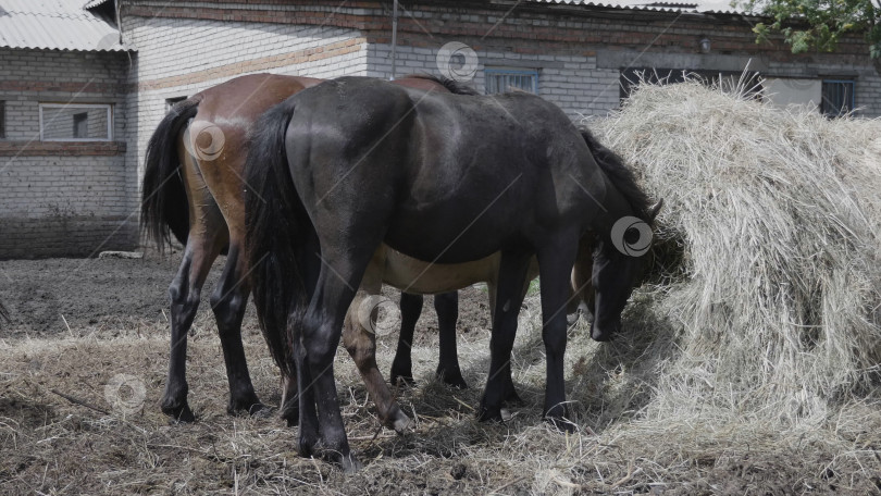 Скачать Табун лошадей на ферме возле стога сена фотосток Ozero