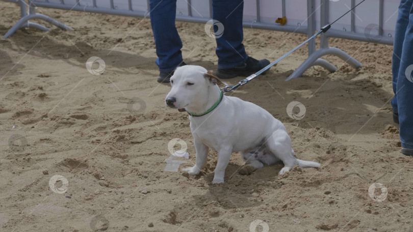 Скачать Белая собака сидит на песке. фотосток Ozero