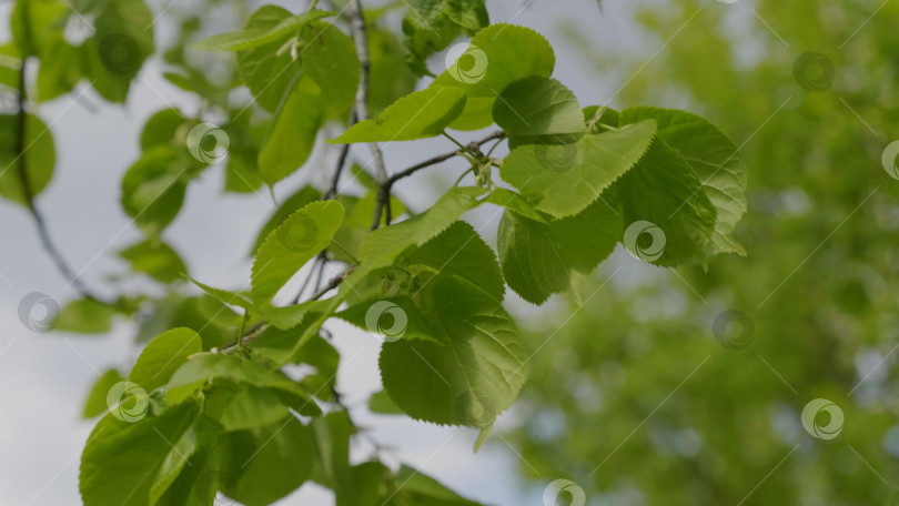 Скачать Природный фон с ветвями липы и молодыми яркими листьями на фоне дневного солнца фотосток Ozero